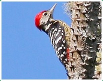 Birds in Chiang Dao 